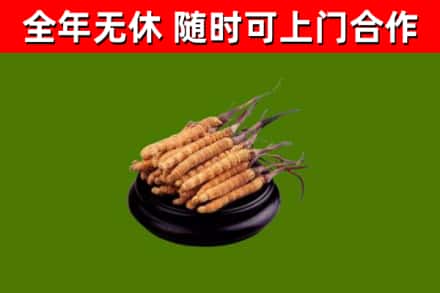 新余回收散虫草