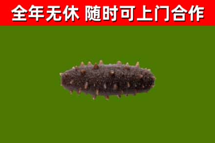 新余回收海参干